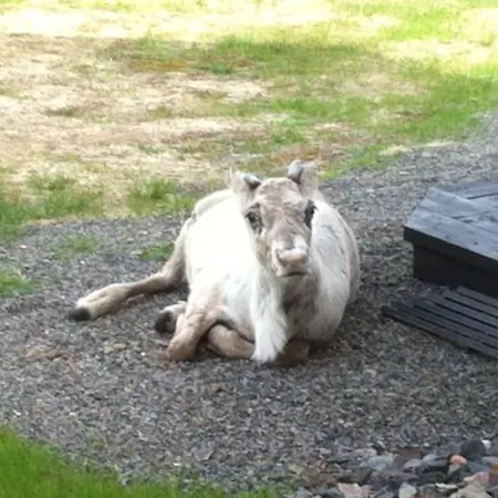 Grooppi, Live In Style In The Middle Of Lapland Yllaes,